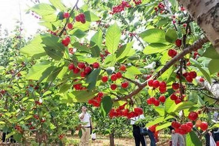 国产最贵的复合肥