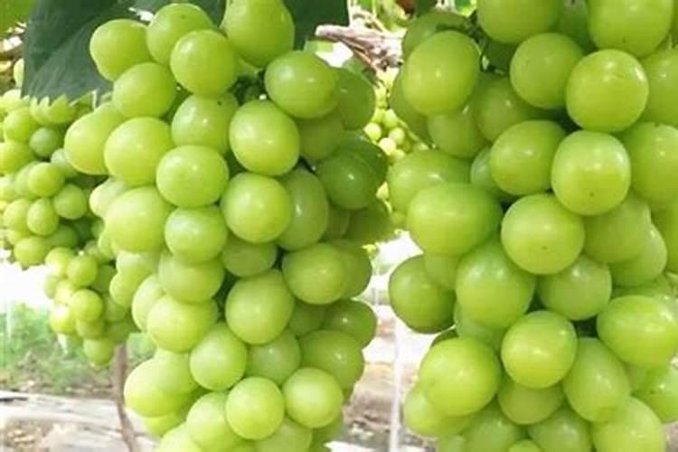 河南开封大葱价格用什么软件查