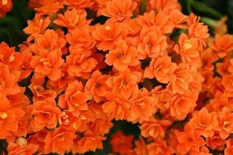 长寿花施什么肥好,长寿花施氮磷钾肥料最好