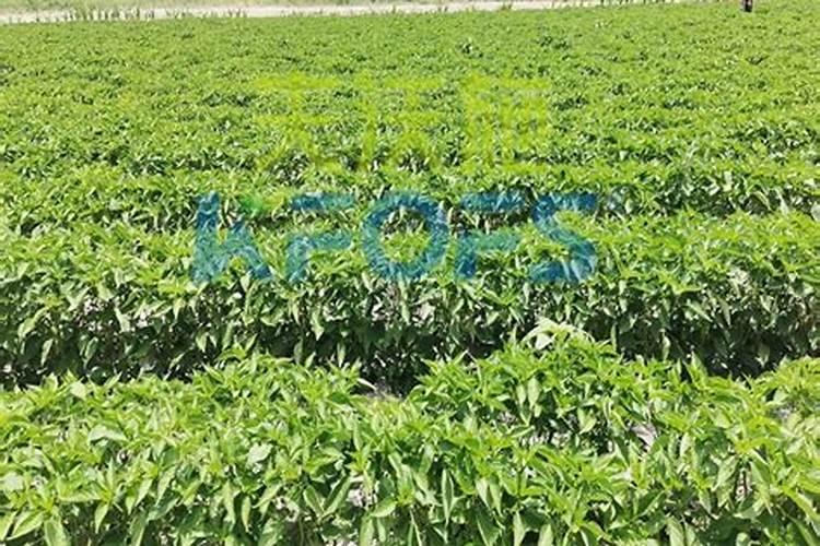 玉树施什么肥好 三种肥料推荐