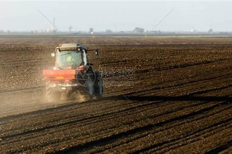 红掌浇什么水好 长得更旺盛