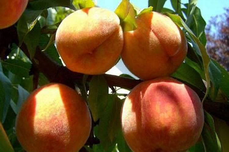 木耳材料能加肥料吗