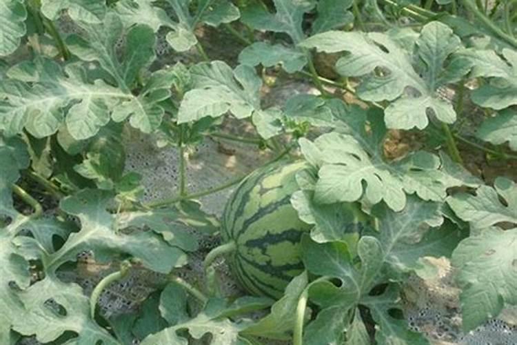 紫花苜蓿的种植管理技术