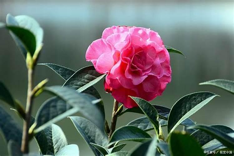 茶花施什么肥最好,什么时候施肥