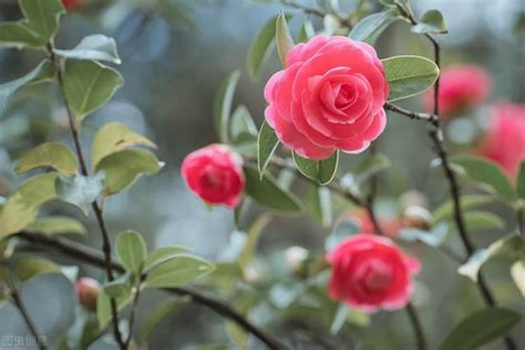 盆栽茶花施什么肥好(茶花施什么肥比较好)