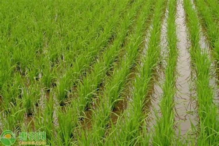 水稻抽穗结实期如何管理 水稻如何施肥