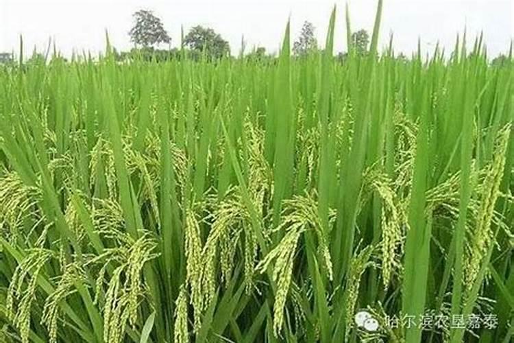 水稻抽穗结实期应如何追肥？