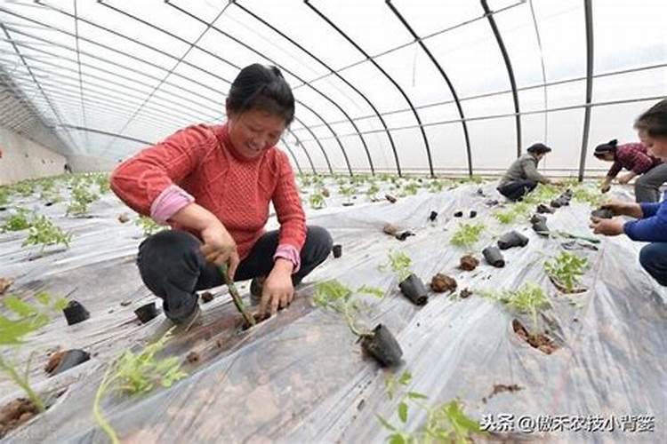 蔬菜浇什么肥料最好