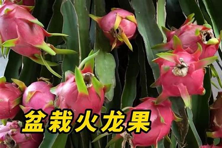 磷酸二氢钾用来根施好还是做叶面肥好？火龙果