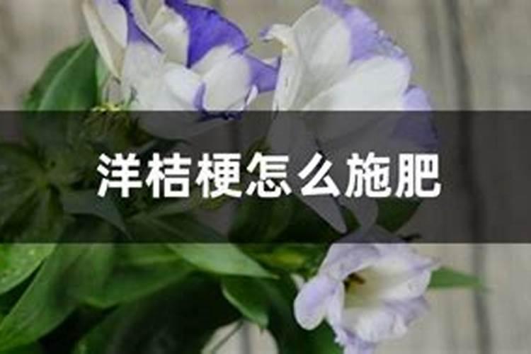 茶花施什么肥？