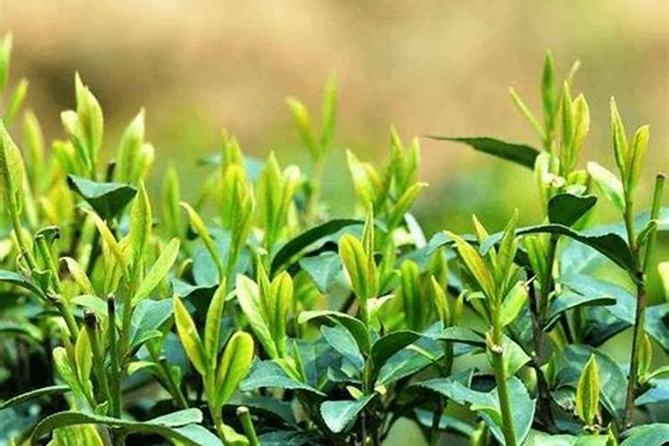 茶树花施什么肥最好
