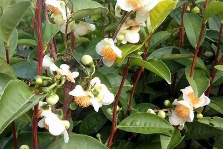 茶花树施什么肥料最好,在土里的茶树？