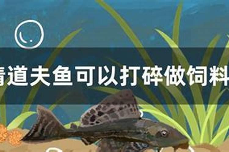 栀子花浇什么肥最好