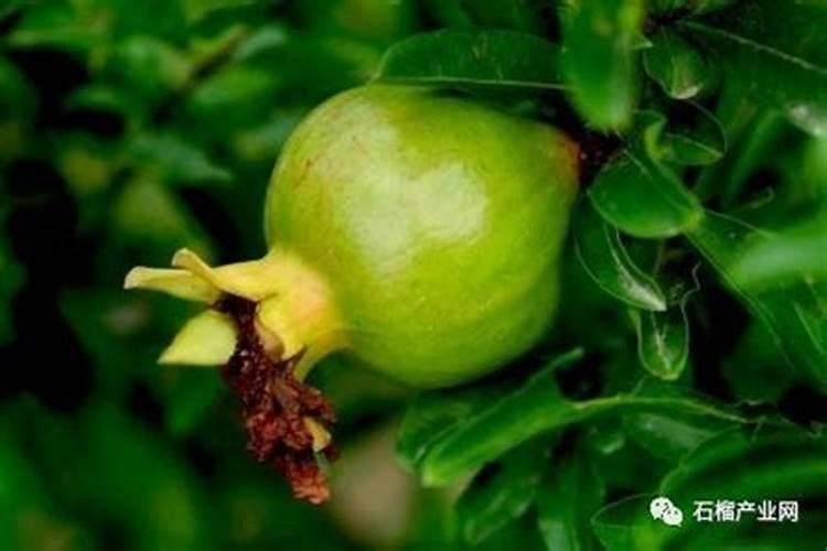 石榴树如何施肥 不同季节石榴树施肥的方法