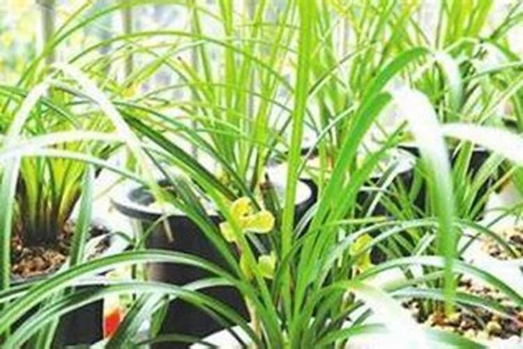 兰花如何施氮肥