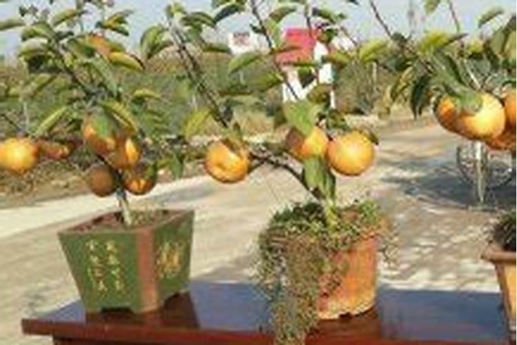 叶面肥什么时候打燃热天打好吗