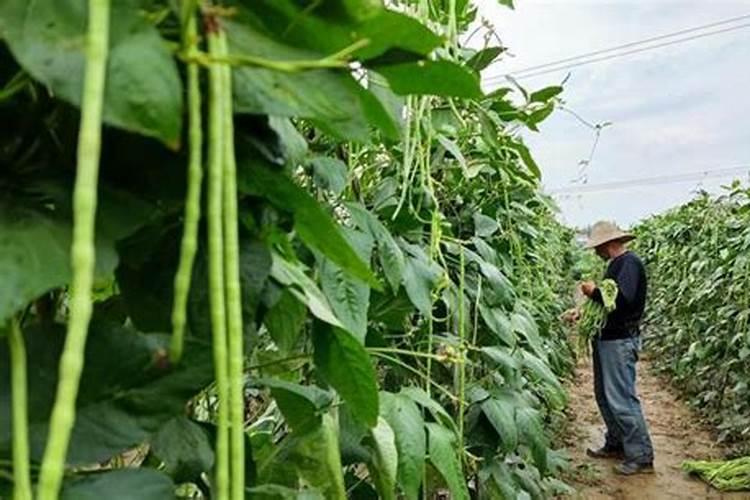 长豆角怎么种植