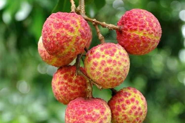 荔枝开花施什么肥 荔枝开花施哪种肥