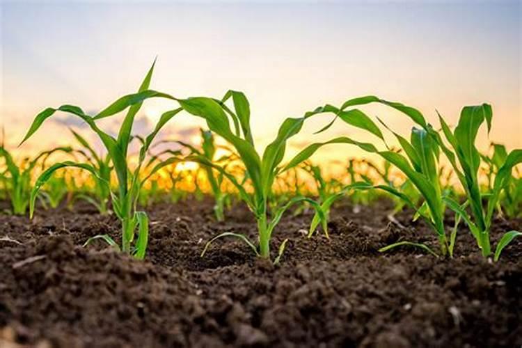 尿素和氮钾追肥的区别,尿素是怎么生产出来的