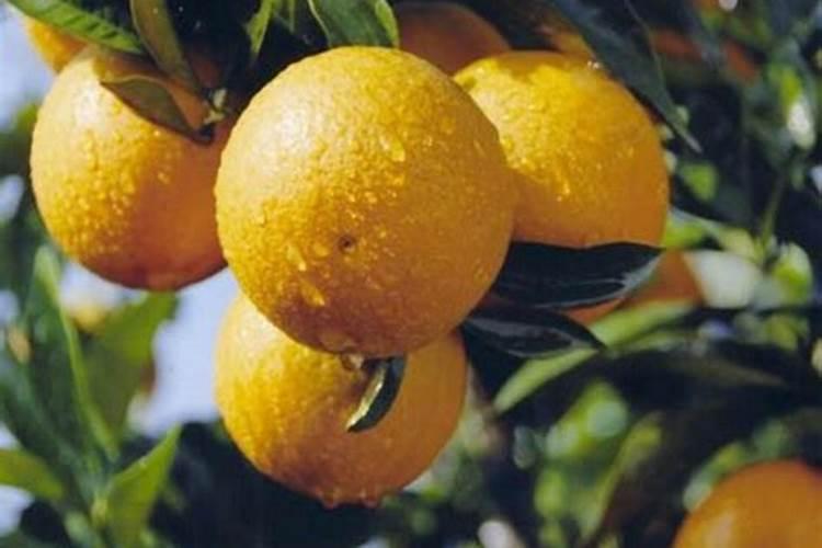 金桔施什么肥最好