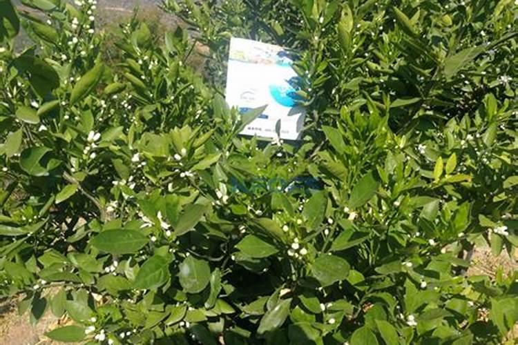 小麦叶面肥有什么品种