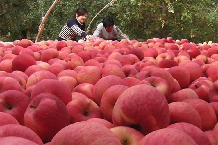 种植大豆需要用什么肥？
