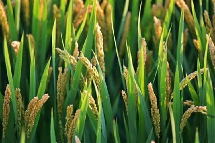 树叶菜叶怎样让它发酵做肥料用