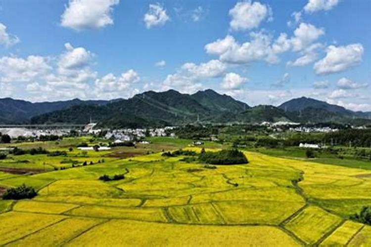 哪种叶面用的钙肥吸收好