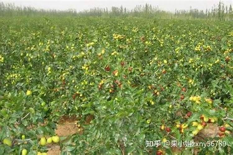 肥料在农业生产中起着什么作用？