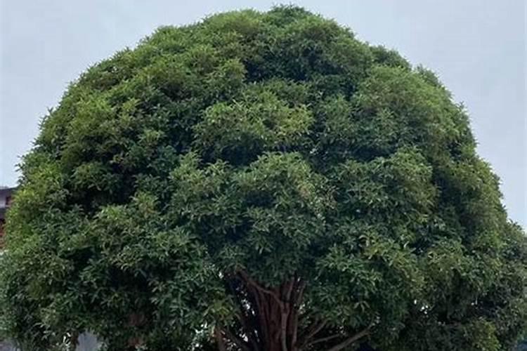 黄杨的生长需要什么肥料