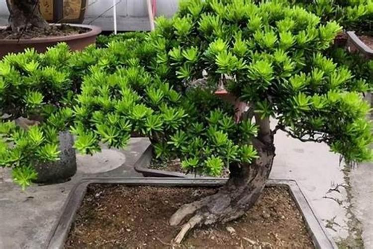 种植芒果应注意这些问题!种芒果用什么肥料好？