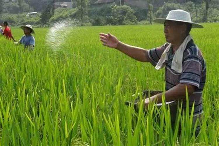 茶花施肥过多怎么办