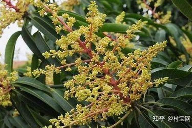 磷总共有几种单质？写出化学式