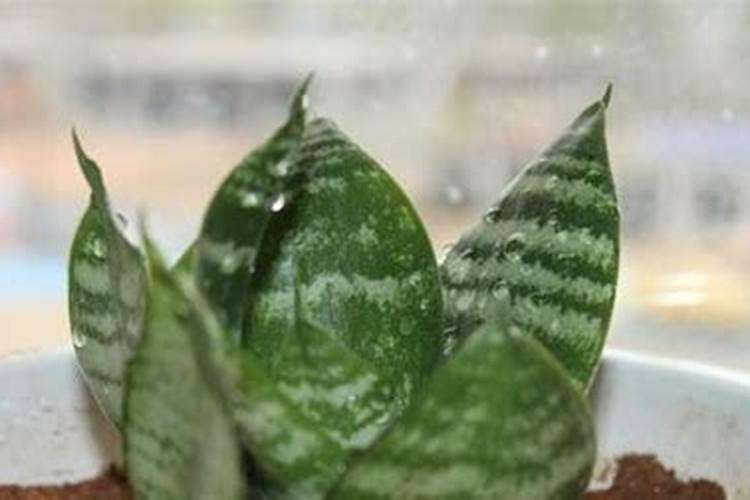 高钾大量元素水溶肥哪个牌子的比较好,