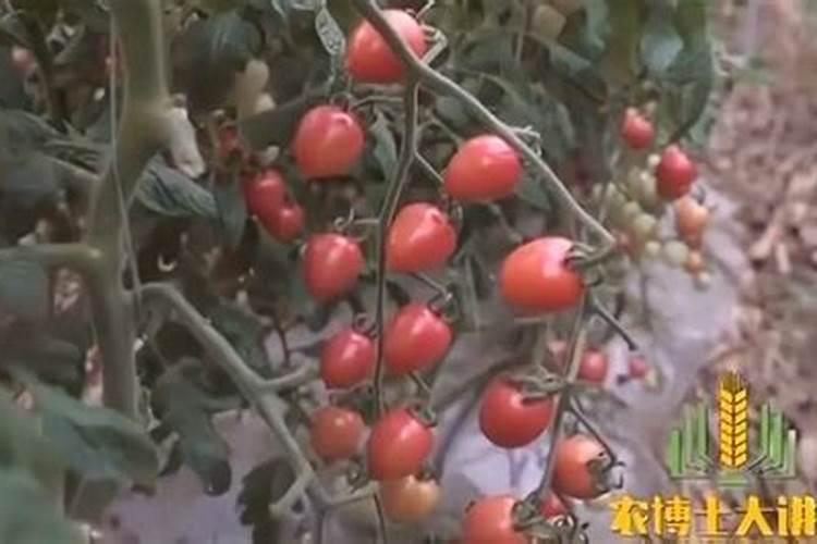 哪种氮肥对水果的甜度有影响