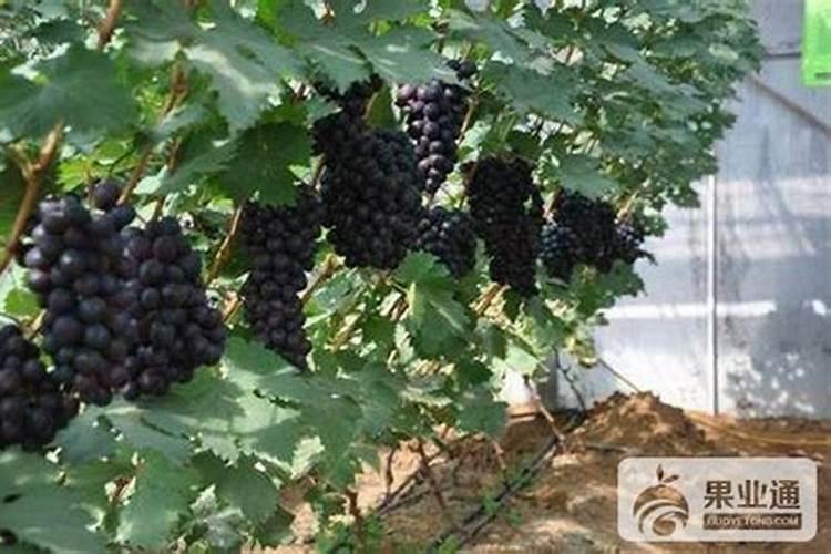 葡萄补硼的最佳时期