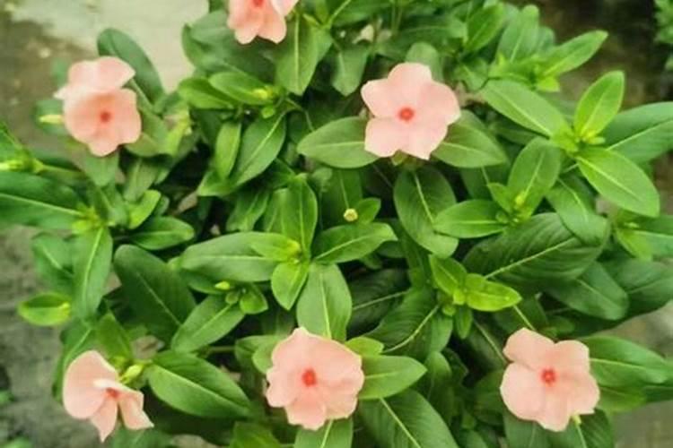 飞燕草花期怎么养护 飞燕草如何施肥