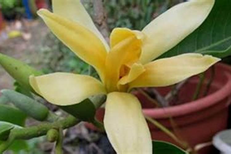 大葱用哪种水溶肥长势好？大葱专用增产叶面肥料？