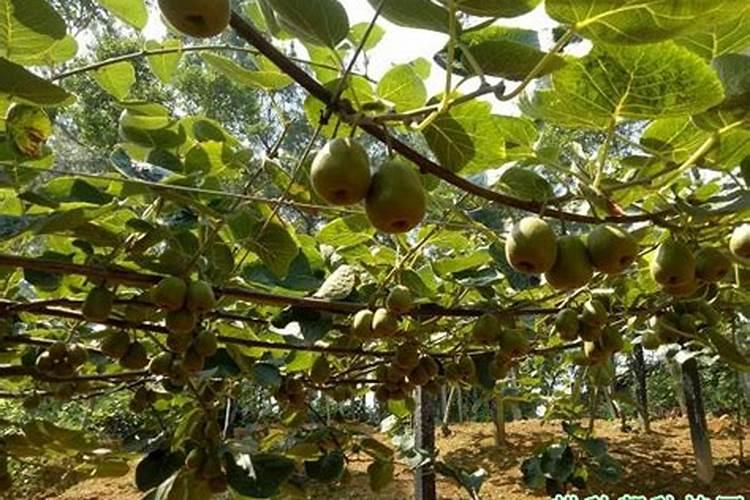 花多多1号适合浇什么花