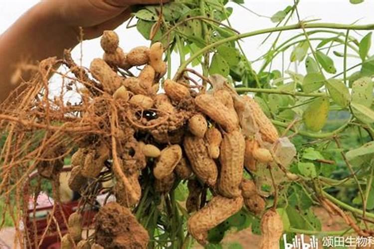 种植大蒜底肥用什么肥