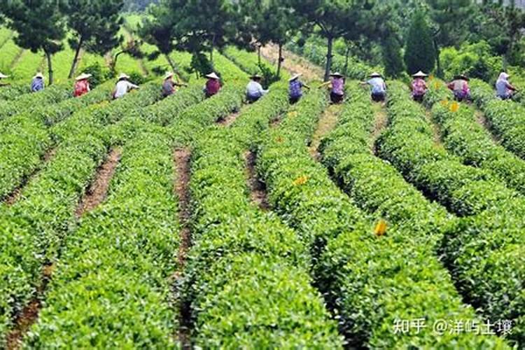 钾肥对茶树的作用