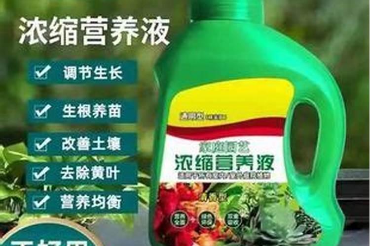 草莓底肥用什么好？底肥施好追肥少操心