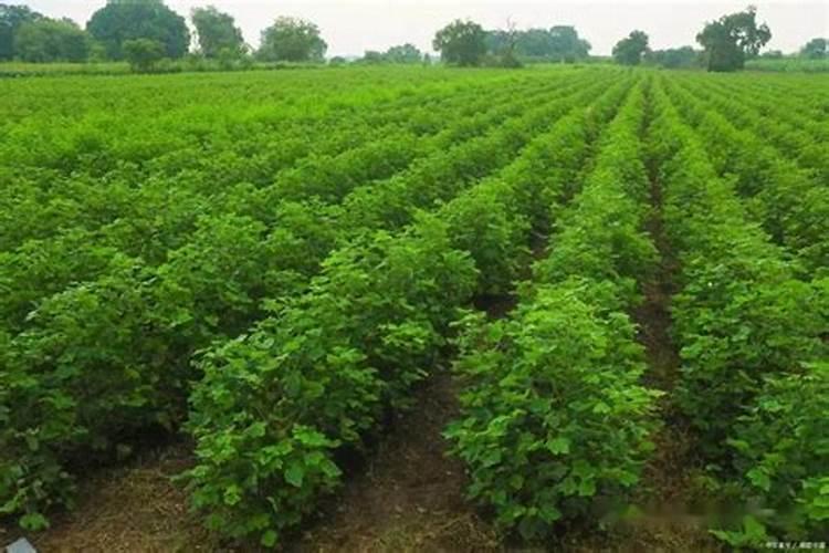 玉米怎么施肥才能高产