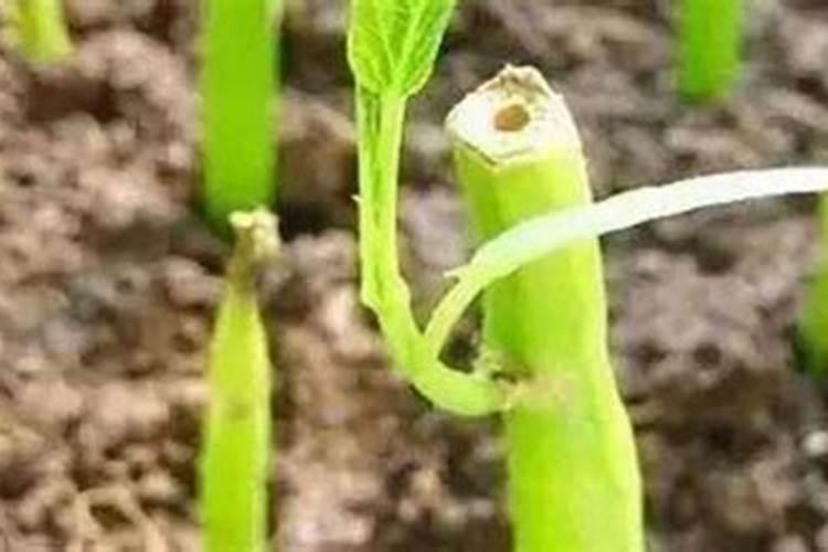 空心菜多久施一次肥 需要什么肥料