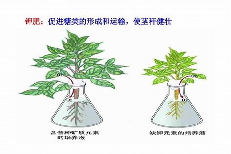 钾肥的主要作用是什么？