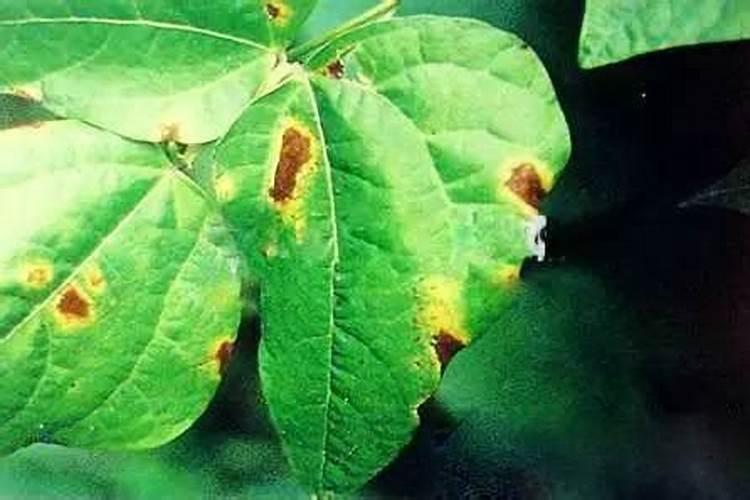 芸豆是碱性食物还是酸性食物？