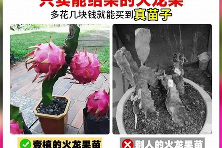 火龙果结果期间施什么肥