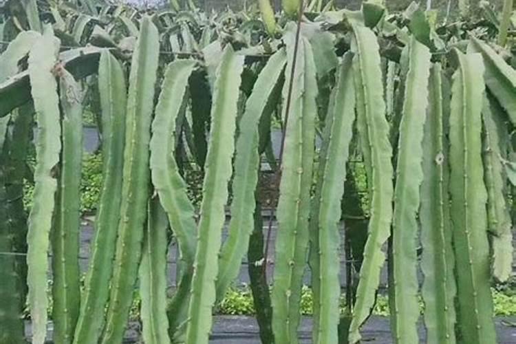 火龙果膨大期打什么叶面肥长的快？火龙果结果期用什么复合肥好？