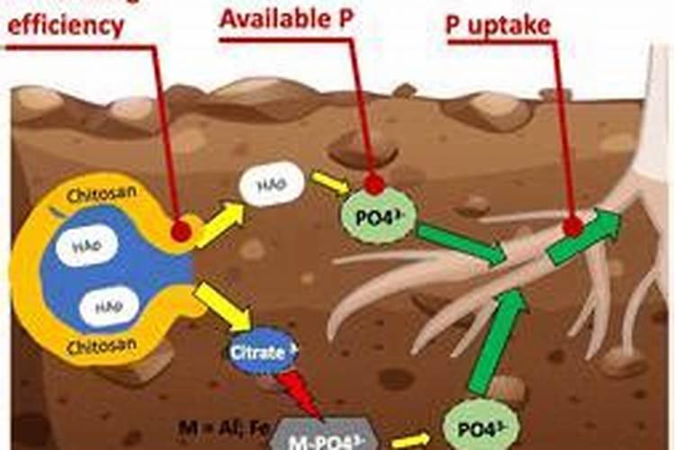 忌氯的蔬菜有哪些,哪些蔬菜作物不能用含氯肥料