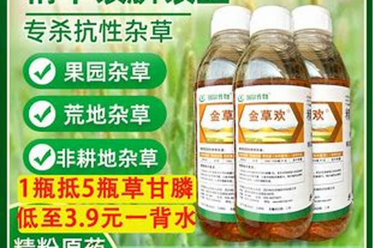 魔芋出土后怎么施肥和预防病虫害？